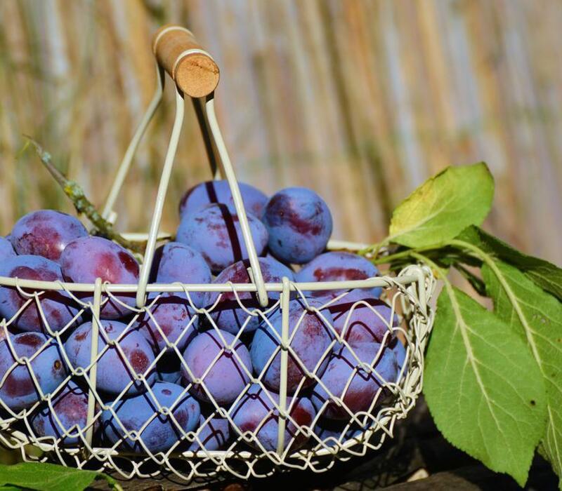 Health Benefits of Plums