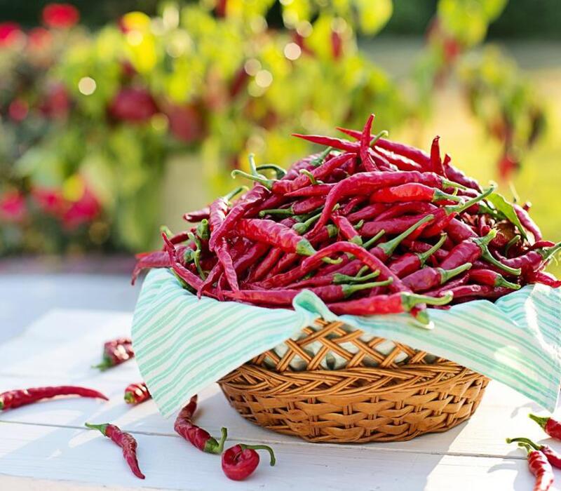 Will-eating-more-hot-red-chilis-help-you-live-longer? Will eating more hot red chilis help you live longer?