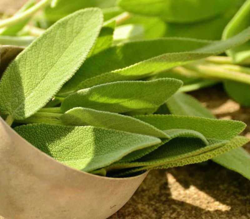 green tea leave 7 Health Benefits of Green Tea Leaves
