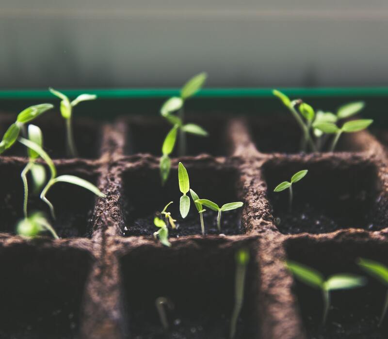 Mini Cucumber Seeds | A Complete Guide