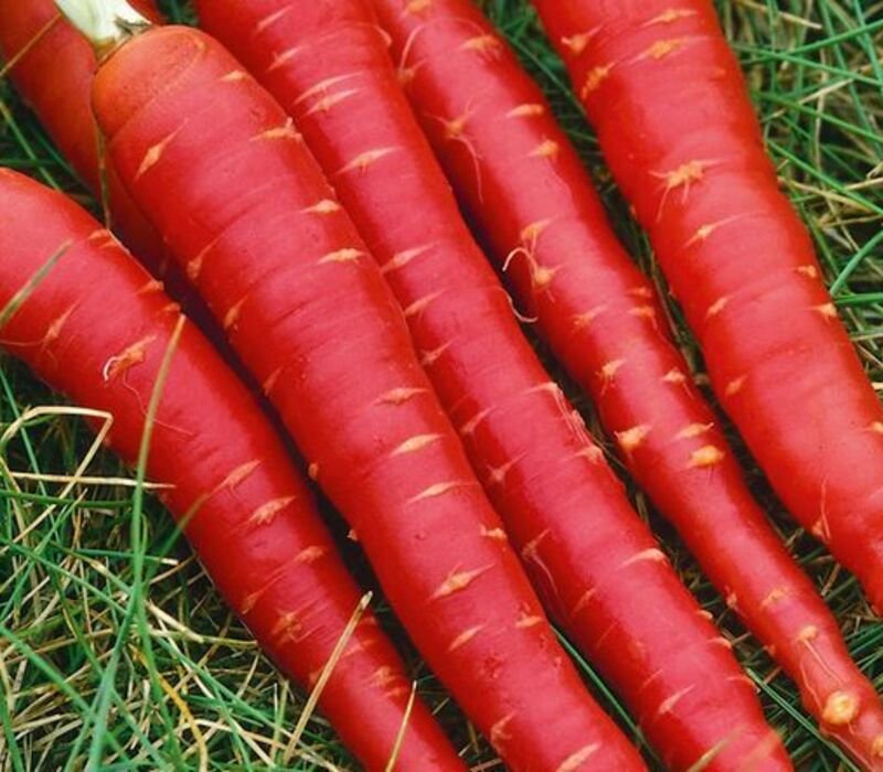 What Are Red Carrots?