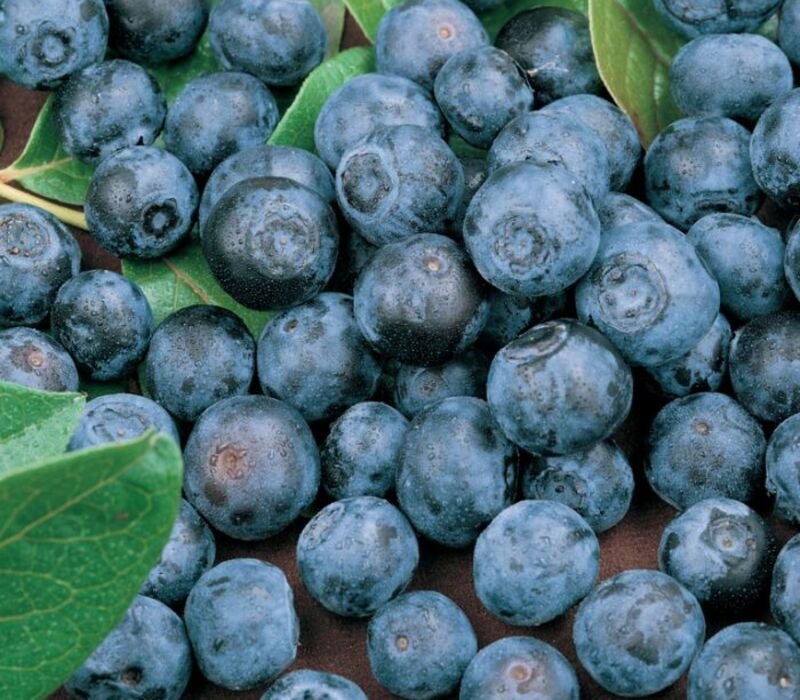 How to Develop Blueberries Seeds?