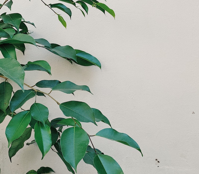 All You Need To Know-Tea Berries