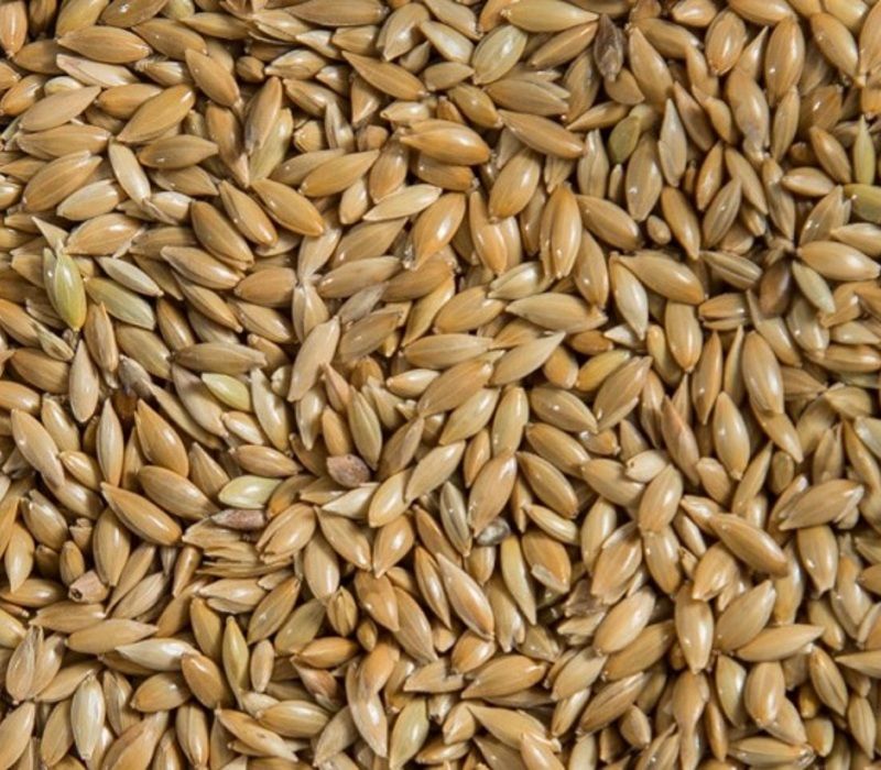 What to Know About Canary Seed?