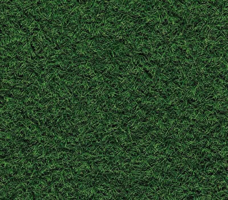 crabgrass Crabgrass Seed | All Details You Want To Know