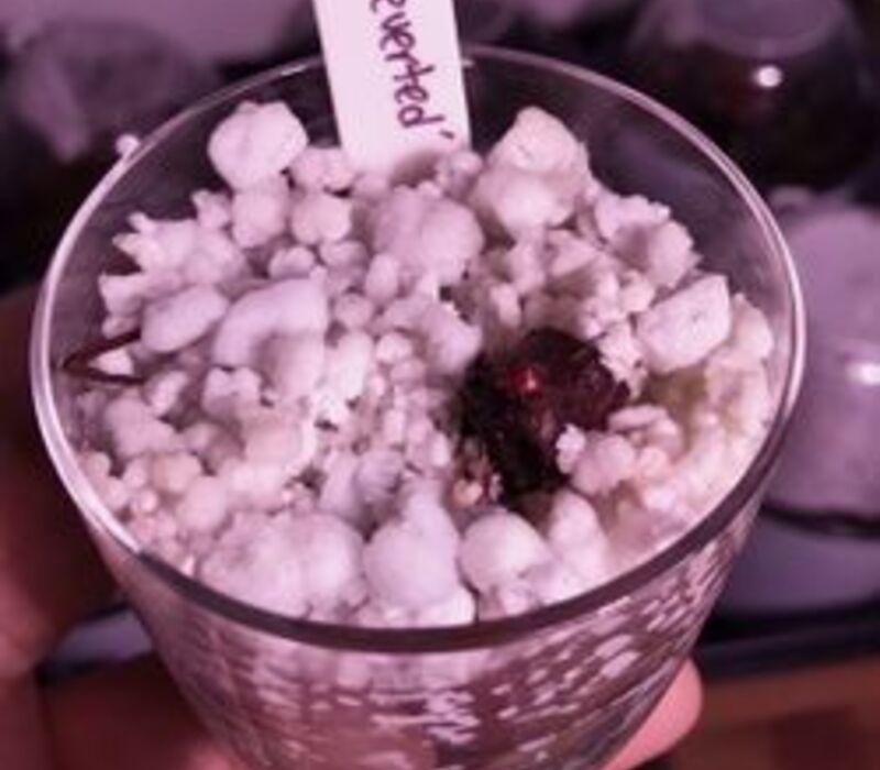 philodendron strawberry shake What to Know About Philodendron Strawberry Shake?
