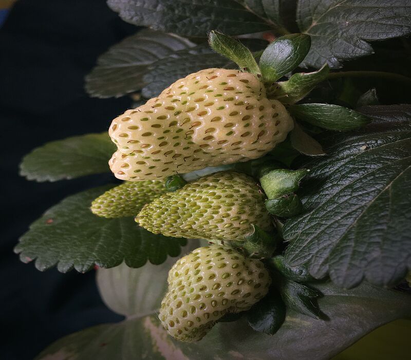 pineberry-seeds
