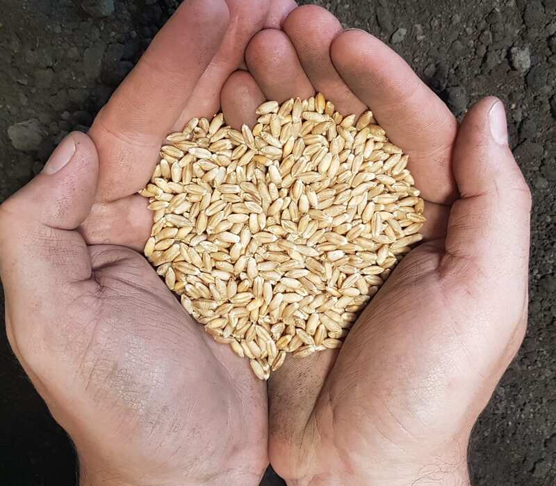 triticale-seed Triticale Seed | Benefits And Other Important Details