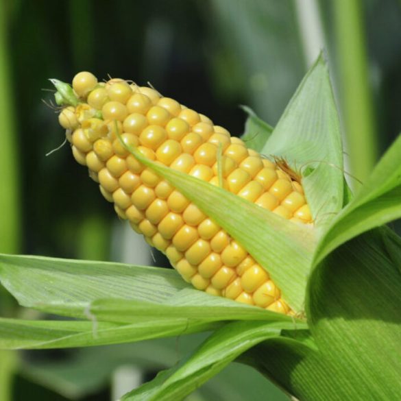 Grain Free Tortilla Chips Amazing Benefits Lifestyle Foodies🍎