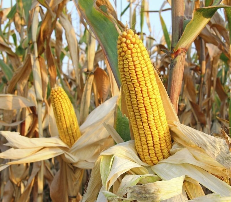 Is Soluble Corn Fiber Good For You?
