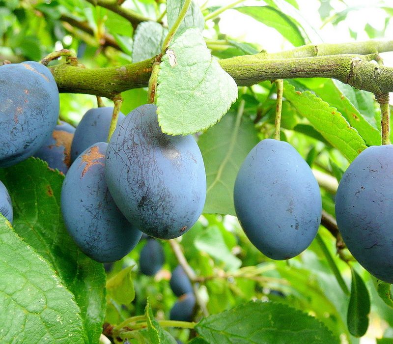 Healthy Facts of Damson Plums to Know