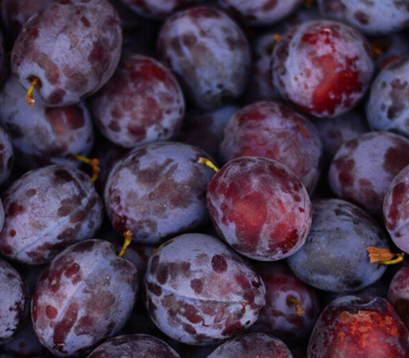 Healthy Facts of Damson Plums to Know
