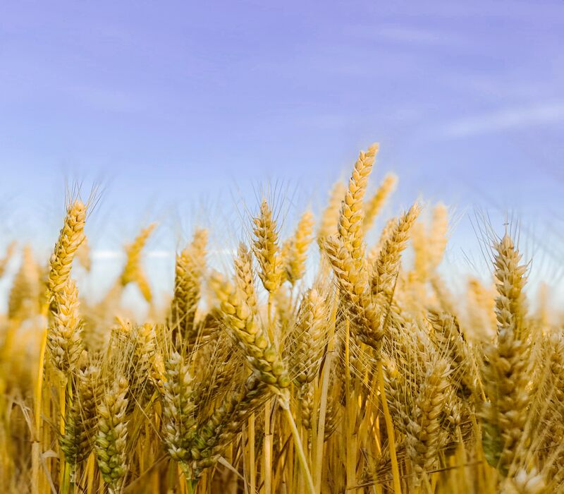 wheat germ vs wheat bran-ImResizer wheat-germ -vs-wheat-bran