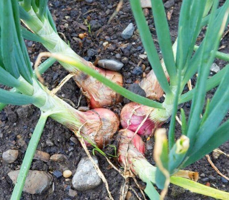 Growing-Shallots Method For Growing Shallots Easily