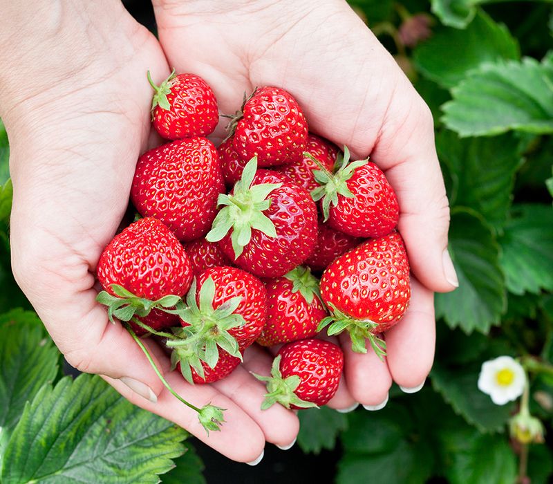 Pink-Strawberry Pink Strawberry Benefits You Didn't Know at All
