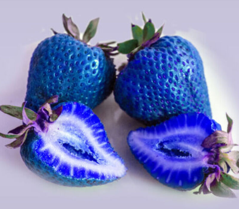 blue-strawberry Give a Try to Blue Strawberry - All to Know About