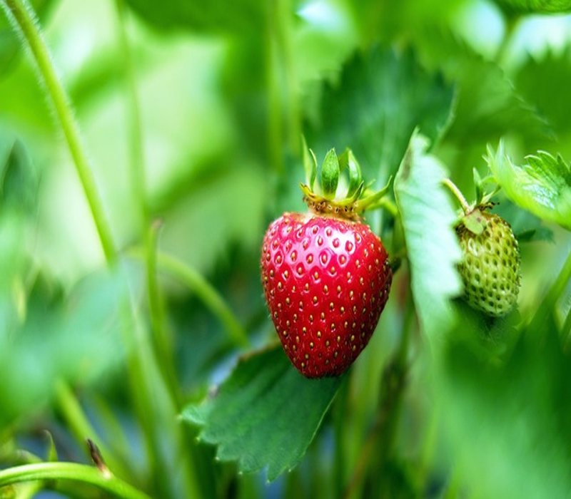 Think Outside the Red: Exploring the World of Green Strawberry