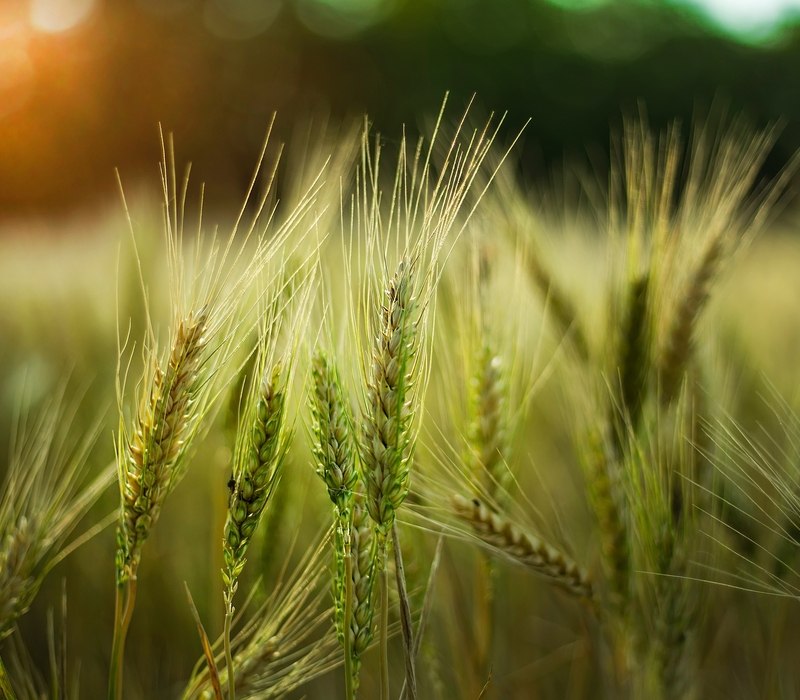 Green-Barley Green Barley: A Superfood for a Healthy Lifestyle