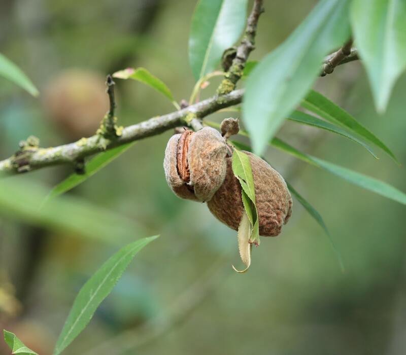 What's more About indian almond tree