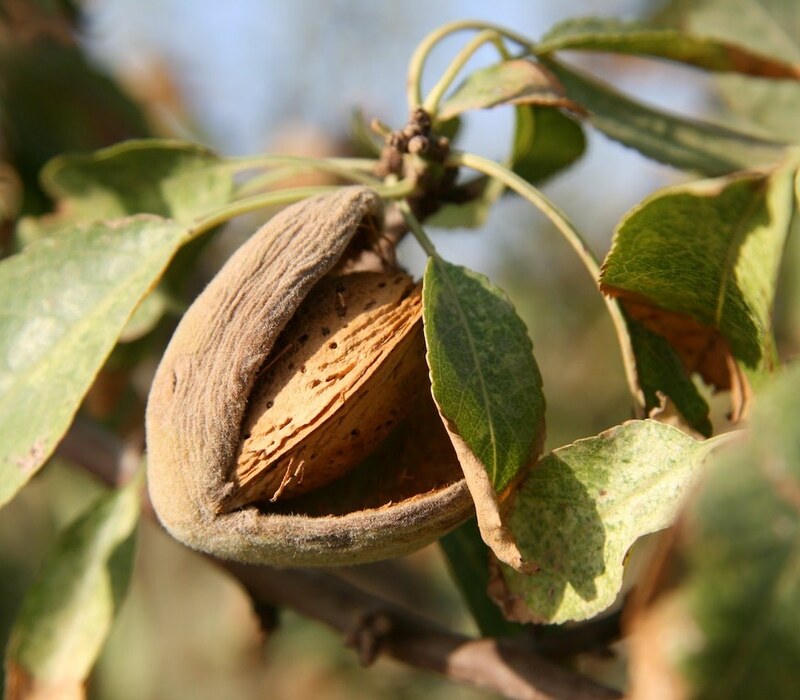 Almonds in Shell | How to Quickly Peel Almonds Almonds in Shell | How to Quickly Peel Almonds