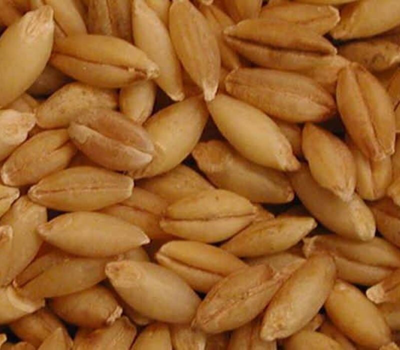 barley-substitute Best Nutritious Barley Substitute for Your Creations