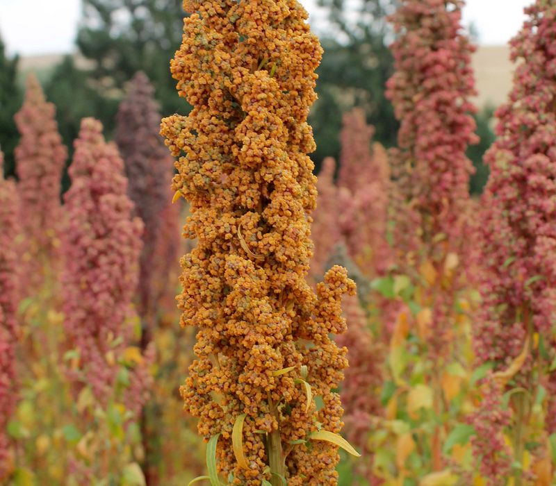 growing-quinoa Discover The Secrets of Growing Quinoa