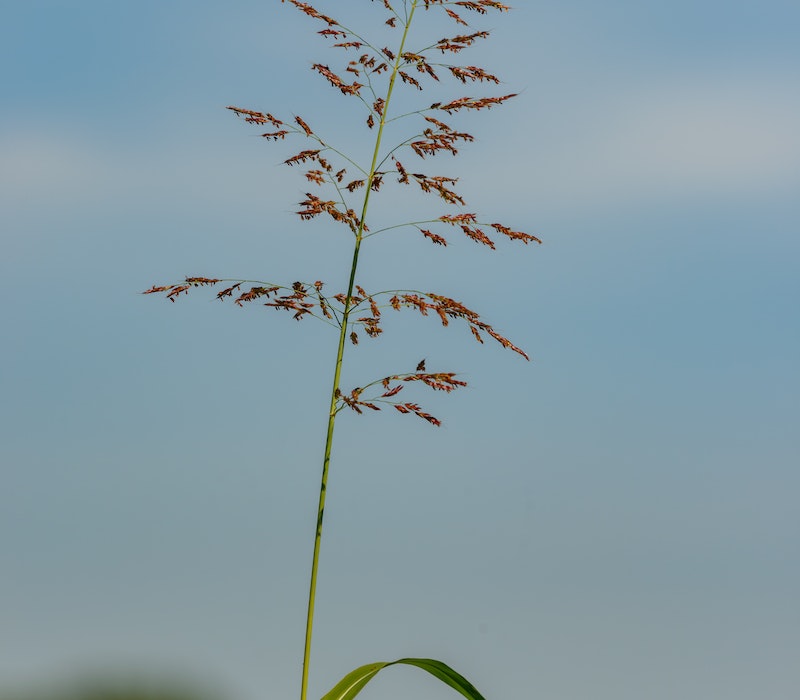 sweet-sorghum Sweet Sorghum | The Sweet Solution For Sustainable Agriculture